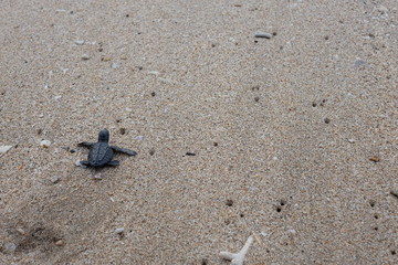 baby turtle