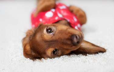 funny Dachshund puppy is covered with a blanket