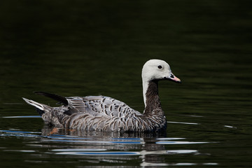 Emperor goose (Chen canagica)