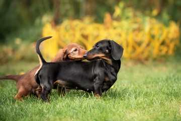 beautiful dachshund puppy dog with sad eyes  portrait