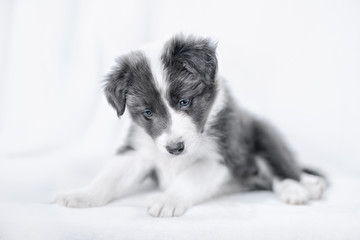 portrait of puppy border collie