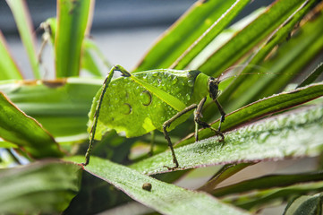 Leaf Grasshopper