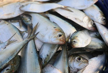 Fish caught from the sea