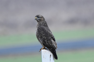 Mäusebussard ( Buteo buteo )