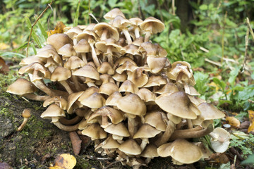 Fototapeta premium Wild Fungus