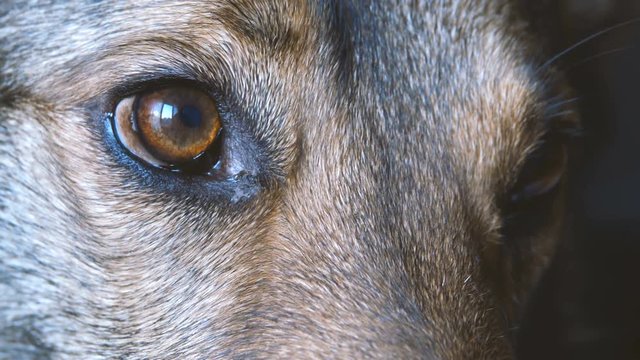 Closeup of the sweet eyes of a dog