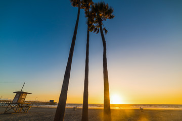 palms and lifeguard tower in Newport Beach