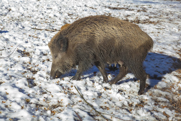 Wildschwein beim schnüffeln im Winter