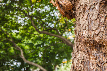 Obraz premium Closeup of tree trunk details with green bokeh background