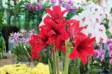 Red flowers