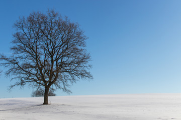 Fototapeta premium Einsamer Baum