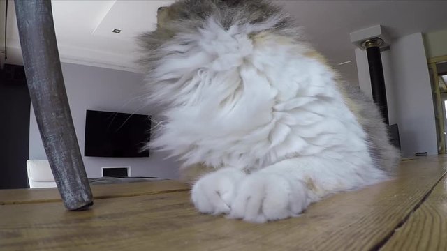 chatte qui baille