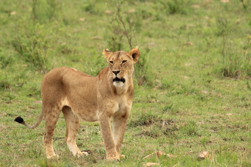 Naklejka na ściany i meble Lion walking in Kenya