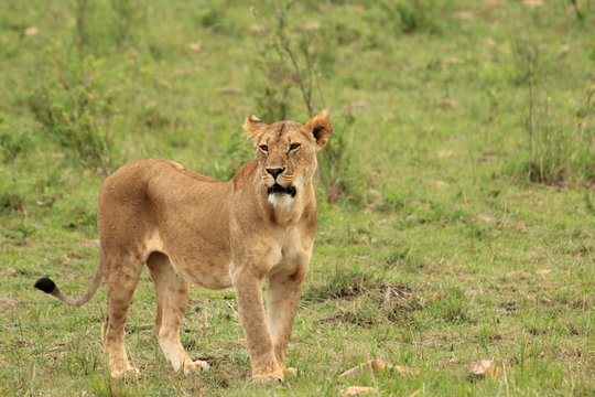 Lion walking in Kenya