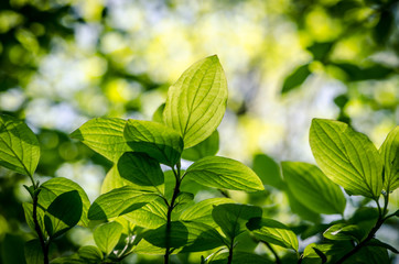 Fototapeta na wymiar bright spring green leaves