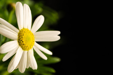 Fototapeta premium funeral concept with chrysanthemum flower