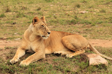 Fototapeta na wymiar Sitting Lion in Kenya