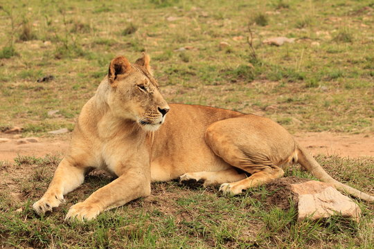 Sitting Lion in Kenya