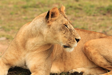 Sitting Lion closed up in Kenya