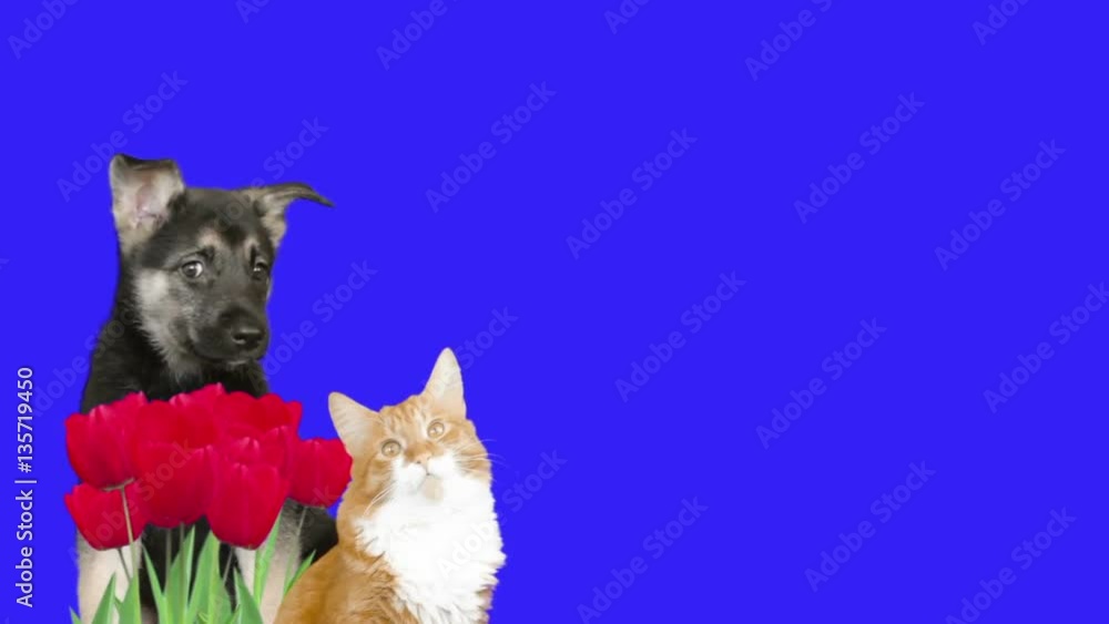 Sticker cat, puppy and tulips, chroma key