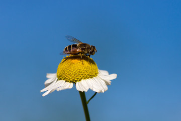 Schwebfliege auf einer gelben Blüte vor blauen Himmel