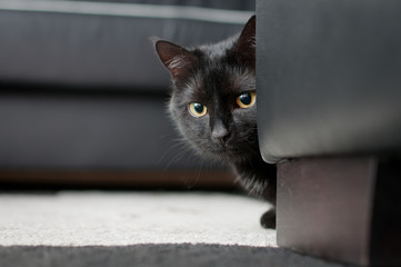 Czarny kot wygląda zza fotela i patrzy w obiektyw