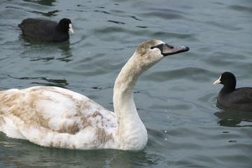 Swans and ducks dives