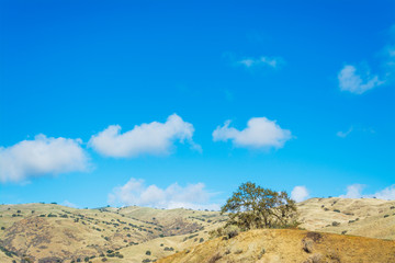 yellow hills in California