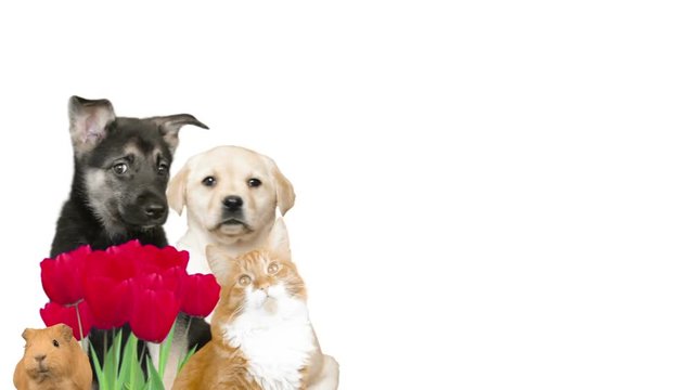 group of pets and tulips, on a white background


