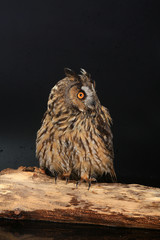 owl on a tree