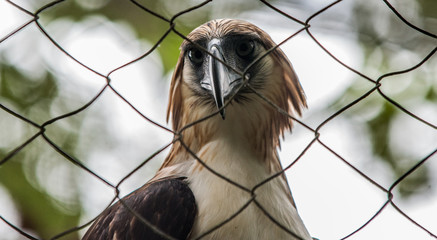 Philippine, Eagle, Davao, Philippines