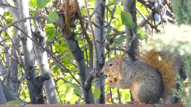 Cute squirrel eating apple on the tree at the garden