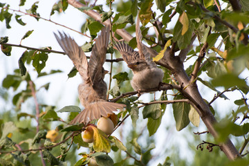 Bataille entre deux moineaux domestiques femelles pour une mirabelle
