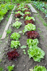Green and red lettuce, kohlrabi and spinach plants on a vegetable garden ground