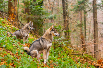 Husky dogs in forest