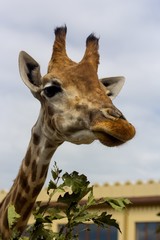 Naklejka premium head of the young giraffe, eat leaf