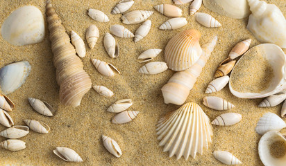 Bright Background with Different Sea Shells