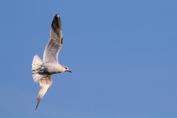 Seagull in flight