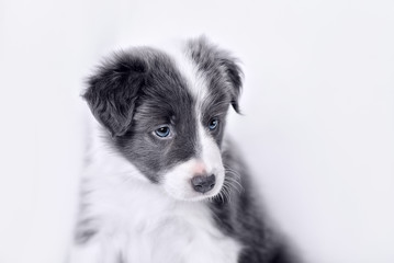 portrait of puppy border collie