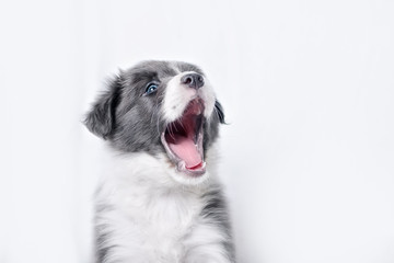 portrait of puppy border collie