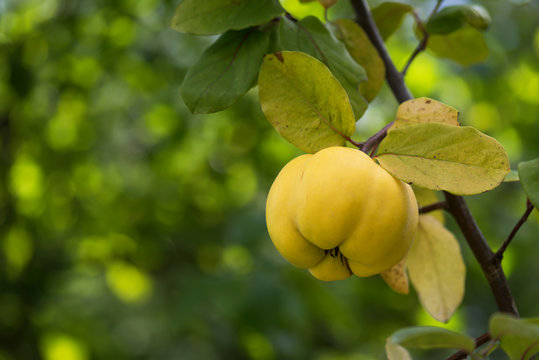 One yellow ripe quince on a branch with beautiful bokeh and with copy space. Selective focus.