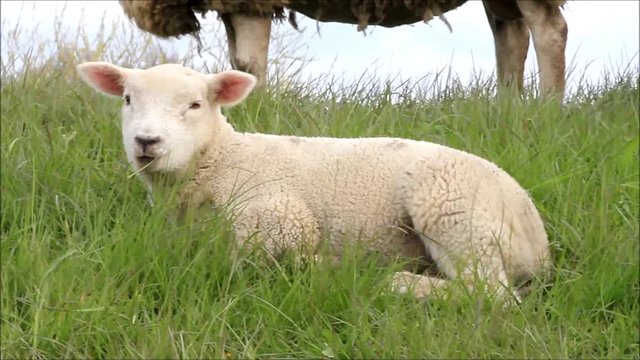 white lamb lying in grass and ruminating 
