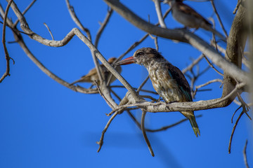 Brown-hooded Kingfisher