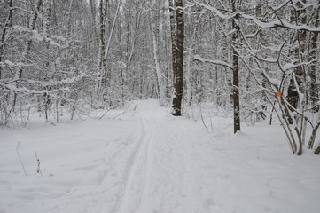 trails in the woods