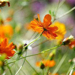 Bright orange flowers on the summer flowerbed