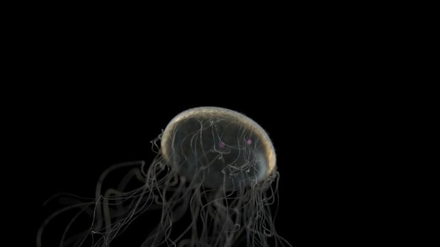 Jellyfish swimming in the deep ocean