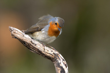 European robin. Erithacus rubecula