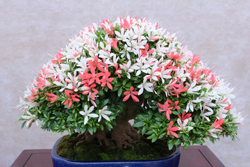 さつきの盆栽
