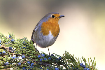 European robin. Erithacus rubecula