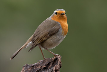 European robin. Erithacus rubecula